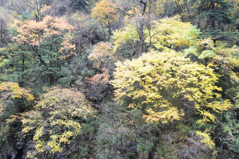 无人,横图,室外,白天,正面,旅游,度假,草地,草坪,美景,秋季,山,山脉,树林,植物,叶子,中国,亚洲,阴影,朦胧,模糊,反射,影子,景观,山峰,山峦,娱乐,草,树,树木,黄色,红色,绿色,自然,群山,享受,休闲,景色,放松,四川省,生长,成长,自然风光,东亚,四川,阿坝,中华人民共和国,西南地区,阿坝藏族羌族自治州,阿坝州,川,理县,米亚罗,米亚罗风景区,叶,叶片,秋,秋天,彩图,shsgf1
