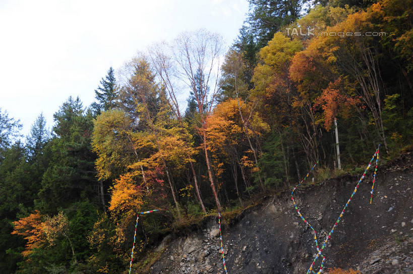 无人,横图,室外,白天,仰视,旅游,度假,草地,草坪,美景,秋季,山,山脉,树林,植物,雾,旗帜,叶子,中国,亚洲,一排,许多,悬挂,朦胧,模糊,整齐,飘扬,彩旗,景观,山峰,山峦,娱乐,草,树,树木,树叶,排列,黄色,红色,绿色,天空,自然,群山,天,享受,休闲,景色,放松,四川省,生长,成长,迷雾,队列,自然风光,东亚,四川,阿坝,中华人民共和国,西南地区,阿坝藏族羌族自治州,阿坝州,川,理县,米亚罗,米亚罗风景区,叶,叶片,秋,秋天,彩图,低角度拍摄,shsgf1