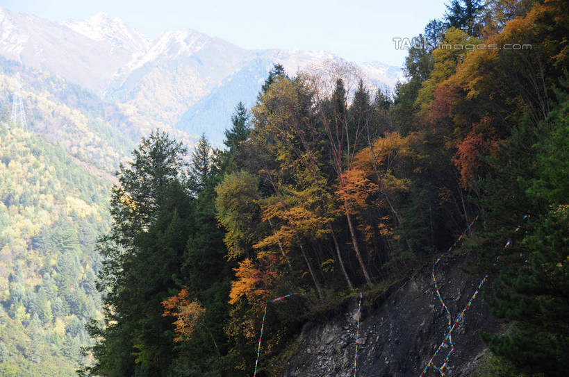 无人,横图,室外,白天,仰视,旅游,度假,草地,草坪,美景,秋季,山,山脉,树林,植物,雾,旗帜,叶子,中国,亚洲,一排,许多,悬挂,阴影,朦胧,模糊,整齐,飘扬,光线,彩旗,影子,景观,山峰,山峦,娱乐,草,树,树木,树叶,排列,黄色,红色,绿色,天空,阳光,自然,群山,天,享受,休闲,景色,放松,四川省,生长,成长,迷雾,队列,自然风光,东亚,四川,阿坝,中华人民共和国,西南地区,阿坝藏族羌族自治州,阿坝州,川,理县,米亚罗,米亚罗风景区,叶,叶片,秋,秋天,彩图,低角度拍摄,shsgf1