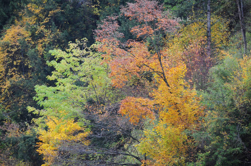 无人,横图,室外,白天,正面,旅游,度假,草地,草坪,美景,秋季,山,山脉,树林,植物,叶子,中国,亚洲,景观,山峰,山峦,娱乐,草,树,树木,树叶,黄色,红色,绿色,自然,群山,享受,休闲,景色,放松,四川省,生长,成长,自然风光,东亚,四川,阿坝,中华人民共和国,西南地区,阿坝藏族羌族自治州,阿坝州,川,理县,米亚罗,米亚罗风景区,叶,叶片,秋,秋天,彩图,shsgf1