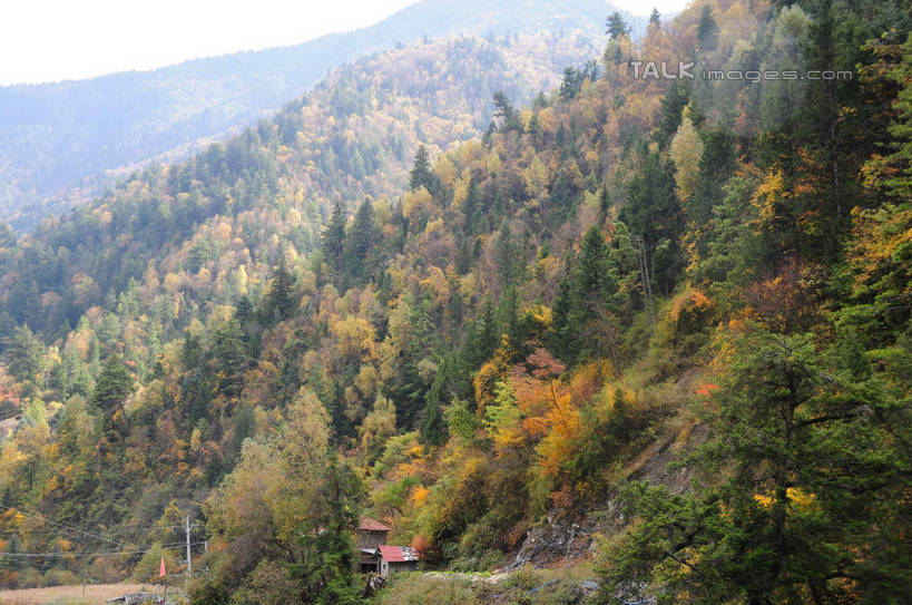 无人,横图,室外,白天,正面,旅游,度假,草地,草坪,美景,秋季,山,山脉,树林,植物,叶子,中国,亚洲,阴影,光线,影子,景观,山峰,山峦,娱乐,草,树,树木,树叶,黄色,红色,绿色,天空,阳光,自然,群山,天,享受,休闲,景色,放松,四川省,生长,成长,自然风光,东亚,四川,阿坝,中华人民共和国,西南地区,阿坝藏族羌族自治州,阿坝州,川,理县,米亚罗,米亚罗风景区,叶,叶片,秋,秋天,彩图,shsgf1