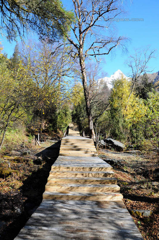 无人,竖图,室外,白天,正面,旅游,度假,草地,草坪,美景,山,树林,雪,雪山,植物,大雪,道路,路,中国,亚洲,阴影,光线,影子,阶梯,积雪,景观,山峰,雪景,冬天,小路,交通,山峦,娱乐,台阶,草,树,树木,蓝色,绿色,蓝天,天空,阳光,自然,天,享受,休闲,景色,放松,四川省,生长,成长,自然风光,东亚,四川,阿坝,中华人民共和国,西南地区,阿坝藏族羌族自治州,阿坝州,长坪沟,川,四姑娘山,彩图,shsgf1