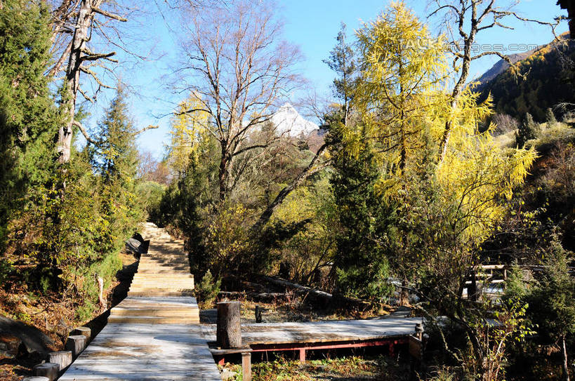 无人,横图,室外,白天,正面,旅游,度假,草地,草坪,美景,山,树林,雪,雪山,植物,大雪,道路,路,中国,亚洲,阴影,光线,影子,阶梯,积雪,景观,山峰,雪景,冬天,小路,交通,山峦,娱乐,台阶,草,树,树木,蓝色,绿色,蓝天,天空,阳光,自然,天,享受,休闲,景色,放松,四川省,生长,成长,自然风光,东亚,四川,阿坝,中华人民共和国,西南地区,阿坝藏族羌族自治州,阿坝州,长坪沟,川,四姑娘山,彩图,shsgf1