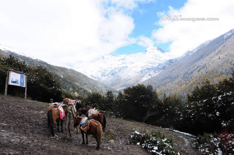无人,站,横图,室外,白天,正面,旅游,度假,草地,草坪,美景,山,树林,雪,雪山,植物,雾,大雪,马,中国,亚洲,枯萎,朦胧,模糊,标志,文字,积雪,景观,山峰,山坡,雪景,云,云朵,冬天,枯草,山峦,云彩,娱乐,标识,马匹,草,树,树木,四匹,蓝色,绿色,白云,蓝天,天空,自然,动物,天,低头,站着,享受,休闲,汉字,景色,放松,四川省,生长,成长,迷雾,中文,自然风光,东亚,四川,阿坝,中华人民共和国,西南地区,阿坝藏族羌族自治州,阿坝州,川,海子沟,四姑娘山,大雾,站立,彩图,shsgf1