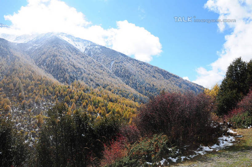 无人,横图,室外,白天,正面,旅游,度假,草地,草坪,美景,山,树林,雪,雪山,植物,大雪,中国,亚洲,阴影,光线,影子,积雪,景观,山峰,雪景,云,云朵,冬天,山峦,云彩,娱乐,草,树,树木,蓝色,绿色,白云,蓝天,天空,阳光,自然,天,享受,休闲,景色,放松,四川省,生长,成长,自然风光,东亚,四川,阿坝,中华人民共和国,西南地区,阿坝藏族羌族自治州,阿坝州,川,海子沟,四姑娘山,彩图,shsgf1