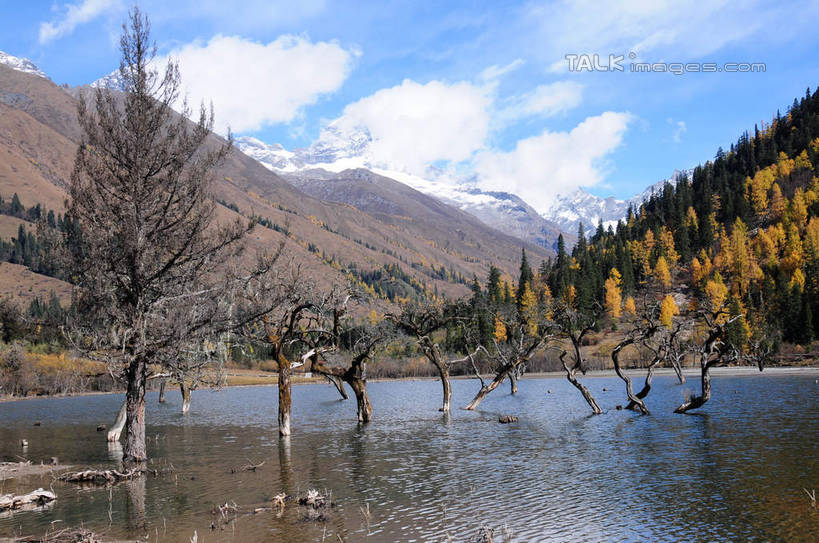无人,横图,室外,白天,正面,旅游,度假,草地,草坪,湖,湖泊,美景,山,树林,水,雪,雪山,植物,大雪,中国,亚洲,阴影,反射,光线,影子,湖面,积雪,景观,山峰,水流,水面,雪景,云,云朵,冬天,山峦,云彩,娱乐,草,树,树干,树木,蓝色,绿色,白云,倒影,蓝天,天空,阳光,自然,湖水,天,享受,休闲,景色,放松,四川省,生长,成长,自然风光,东亚,四川,阿坝,中华人民共和国,西南地区,阿坝藏族羌族自治州,阿坝州,川,双桥沟,四姑娘山,彩图,shsgf1