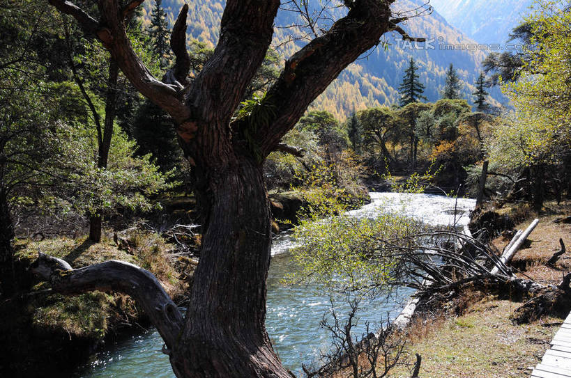 无人,横图,室外,白天,正面,旅游,度假,草地,草坪,河流,美景,山,树林,水,雪,雪山,植物,大雪,中国,亚洲,阴影,枯萎,光线,影子,河水,积雪,景观,山峰,水花,水流,雪景,云,云朵,冬天,枯草,山峦,云彩,娱乐,草,树,树干,树木,蓝色,绿色,白云,蓝天,天空,阳光,自然,天,享受,休闲,景色,放松,四川省,生长,成长,自然风光,东亚,四川,阿坝,中华人民共和国,西南地区,阿坝藏族羌族自治州,阿坝州,川,双桥沟,四姑娘山,彩图,shsgf1