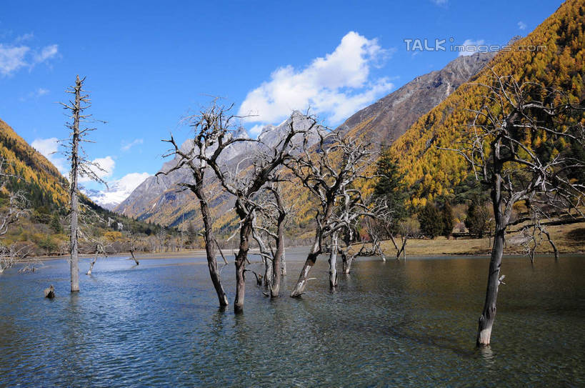 无人,横图,室外,白天,正面,旅游,度假,草地,草坪,湖,湖泊,美景,山,树林,水,雪,雪山,植物,大雪,中国,亚洲,阴影,反射,光线,影子,湖面,积雪,景观,山峰,水流,水面,雪景,云,云朵,冬天,山峦,云彩,娱乐,草,树,树干,树木,蓝色,绿色,白云,倒影,蓝天,天空,阳光,自然,湖水,天,享受,休闲,景色,放松,四川省,生长,成长,自然风光,东亚,四川,阿坝,中华人民共和国,西南地区,阿坝藏族羌族自治州,阿坝州,川,双桥沟,四姑娘山,彩图,shsgf1