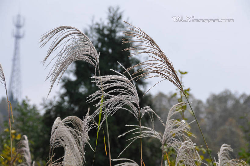 无人,横图,室外,特写,白天,正面,旅游,度假,美景,山,植物,张家界,中国,亚洲,朦胧,模糊,景观,山峰,山峦,野草,娱乐,树,树木,绿色,天空,自然,天,享受,休闲,景色,放松,生长,成长,自然风光,信号塔,东亚,湖南,湖南省,天子山,中华人民共和国,华中地区,湘,张家界市,武陵源区,大观台,彩图,shsgf1