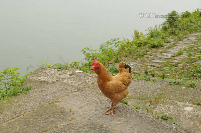无人,站,横图,俯视,室外,白天,旅游,度假,草地,草坪,河流,美景,水,植物,鸡,阴影,光线,影子,河水,景观,水流,注视,娱乐,家禽,草,一只,绿色,阳光,自然,动物,观察,看,站着,享受,休闲,景色,放松,牲畜,观看,察看,关注,自然风光,古韵画乡,站立,彩图,高角度拍摄,全身,shsgf1