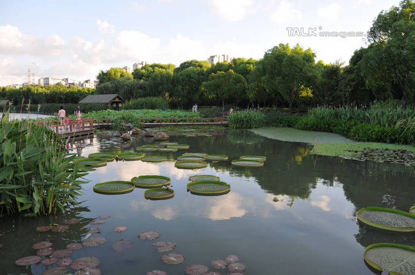 无人,公园,栏杆,横图,俯视,室外,白天,旅游,度假,湖,湖泊,美景,树林,水,植物,睡莲,上海,中国,亚洲,阴影,波纹,盛开,光线,木板,影子,湖面,景观,水流,水面,云,云朵,围栏,桥,木桥,涟漪,花蕾,云彩,娱乐,护栏,栈桥,花,花瓣,花朵,鲜花,树,树木,蓝色,绿色,白云,倒影,蓝天,水纹,天空,阳光,自然,波浪,湖水,天,花苞,花蕊,享受,休闲,景色,放松,生长,晴朗,成长,人行桥,木板桥,申,倒映,自然风光,东亚,纯真,妖艳,闵行区,上海市,闵行体育公园,中华人民共和国,沪,华东地区,水晕,水芹花,抒情,洁净,反照,水洋花,子午莲,晴空,彩图,高角度拍摄,shsgf1