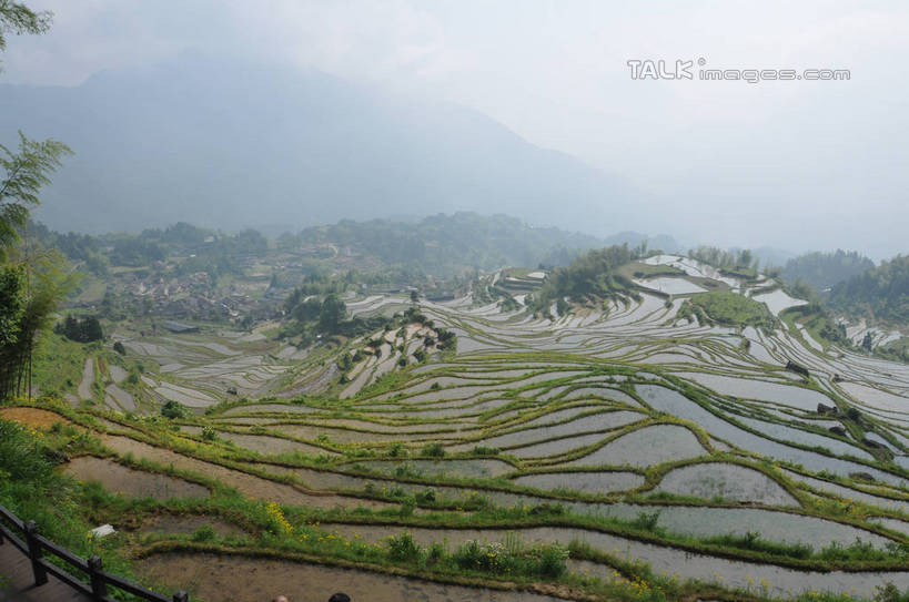 无人,农田,横图,俯视,室外,白天,旅游,度假,庄稼,梯田,农作物,草地,草坪,美景,山,山脉,植物,雾,中国,亚洲,朦胧,模糊,曲折,弯曲,景观,山峰,山峦,娱乐,浙江,草,树,树木,浙江省,绿色,自然,群山,享受,休闲,景色,放松,蜿蜒,生长,成长,迷雾,自然风光,东亚,中华人民共和国,华东地区,浙,丽水,丽水市,南尖岩,遂昌,南尖岩景区,遂昌县,大雾,彩图,高角度拍摄,耕地,庄稼田,shsgf1