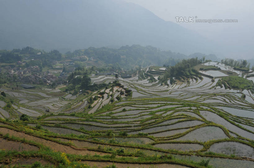 无人,农田,横图,俯视,室外,白天,旅游,度假,庄稼,梯田,农作物,草地,草坪,美景,山,山脉,植物,雾,中国,亚洲,朦胧,模糊,曲折,弯曲,景观,山峰,山峦,娱乐,浙江,草,树,树木,浙江省,绿色,自然,群山,享受,休闲,景色,放松,蜿蜒,生长,成长,迷雾,自然风光,东亚,中华人民共和国,华东地区,浙,丽水,丽水市,南尖岩,遂昌,南尖岩景区,遂昌县,大雾,彩图,高角度拍摄,耕地,庄稼田,shsgf1