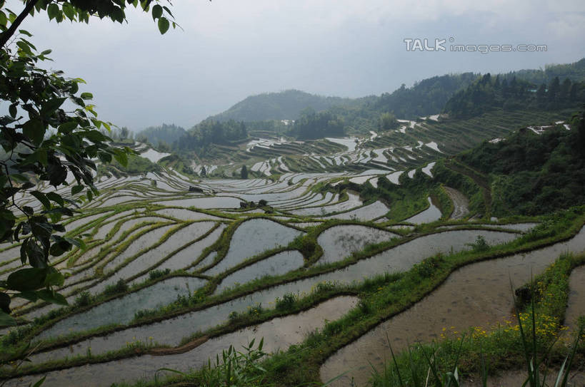 无人,农田,横图,俯视,室外,白天,旅游,度假,庄稼,梯田,农作物,草地,草坪,美景,山,山脉,植物,雾,中国,亚洲,朦胧,模糊,曲折,弯曲,景观,山峰,山峦,娱乐,浙江,草,树,树木,浙江省,绿色,自然,群山,享受,休闲,景色,放松,蜿蜒,生长,成长,迷雾,自然风光,东亚,中华人民共和国,华东地区,浙,丽水,丽水市,南尖岩,遂昌,南尖岩景区,遂昌县,大雾,彩图,高角度拍摄,耕地,庄稼田,shsgf1