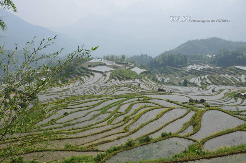 无人,农田,横图,俯视,室外,白天,旅游,度假,庄稼,梯田,农作物,草地,草坪,美景,山,山脉,植物,雾,中国,亚洲,朦胧,模糊,曲折,弯曲,景观,山峰,山峦,娱乐,浙江,草,树,树木,浙江省,绿色,自然,群山,享受,休闲,景色,放松,蜿蜒,生长,成长,迷雾,自然风光,东亚,中华人民共和国,华东地区,浙,丽水,丽水市,南尖岩,遂昌,南尖岩景区,遂昌县,大雾,彩图,高角度拍摄,耕地,庄稼田,shsgf1