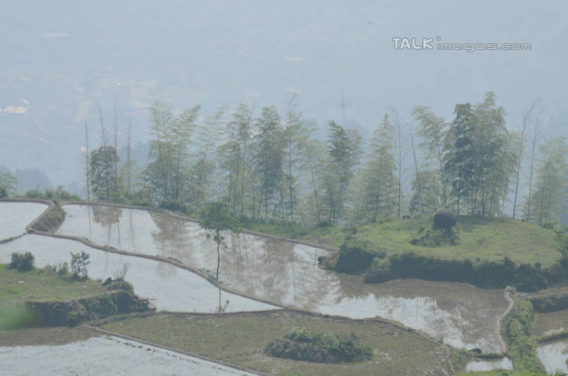 无人,农田,横图,俯视,室外,白天,旅游,度假,庄稼,梯田,农作物,草地,草坪,美景,山,山脉,植物,雾,中国,亚洲,朦胧,模糊,曲折,弯曲,景观,山峰,山峦,娱乐,浙江,草,树,树木,浙江省,绿色,自然,群山,享受,休闲,景色,放松,蜿蜒,生长,成长,迷雾,自然风光,东亚,中华人民共和国,华东地区,浙,丽水,丽水市,南尖岩,遂昌,南尖岩景区,遂昌县,大雾,彩图,高角度拍摄,耕地,庄稼田,shsgf1