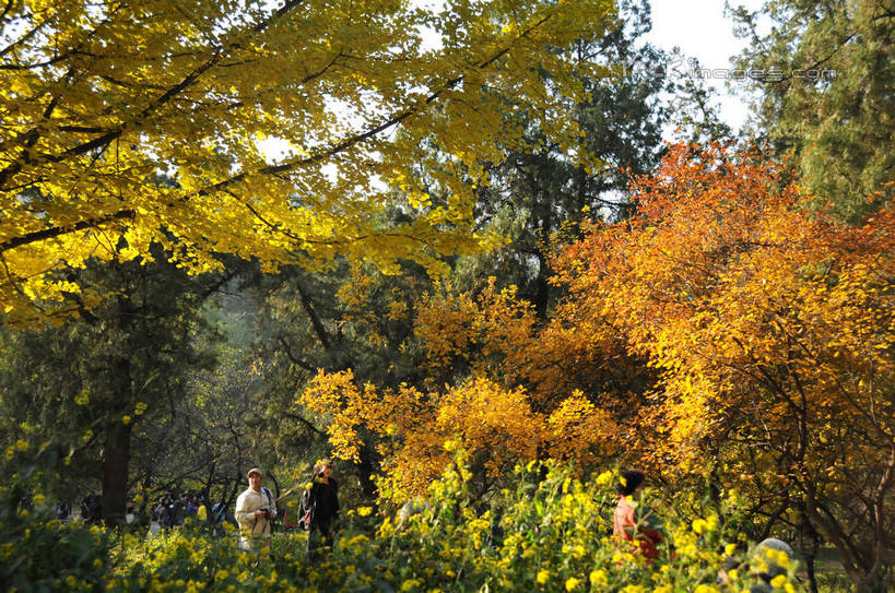 东方人,站,横图,室外,白天,正面,旅游,度假,美景,秋季,植物,叶子,北京,中国,亚洲,行人,游客,游人,阴影,服装,光线,影子,景观,果树,枯叶,落叶,柿子树,首都,许多人,休闲装,黄种人,娱乐,路人,旅客,树,树木,衣服,绿色,天空,阳光,自然,天,站着,一群人,享受,休闲,休闲服,景色,放松,服饰,生长,成长,自然风光,东亚,黄栌,火炬树,紫叶小檗,紫叶李,香山公园,火杞,红叶小檗,红叶李,鹿角漆,中华人民共和国,北京市,京,北平,华北地区,小檗,黄杨木,过客,男人,男性,年轻男性,年轻女性,女人,女性,亚洲人,叶,叶片,秋,秋天,站立,半身,彩图,樱桃李,黄栌木,黄栌树,黄栌台,摩林罗,乌牙木,烟树,shsgf1