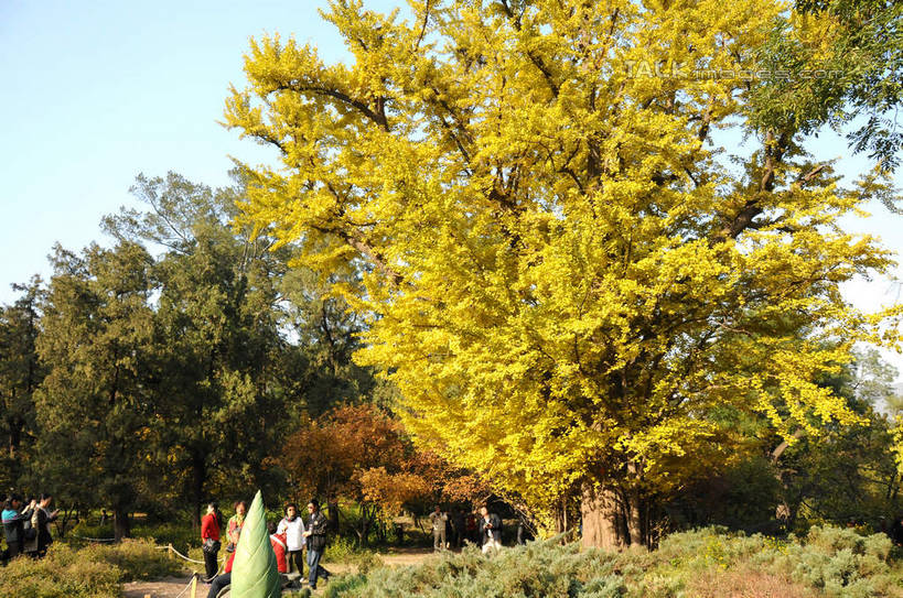 东方人,站,横图,室外,白天,正面,旅游,度假,美景,秋季,植物,叶子,北京,中国,亚洲,行人,游客,游人,阴影,服装,光线,影子,景观,果树,枯叶,落叶,柿子树,首都,许多人,休闲装,黄种人,娱乐,路人,旅客,树,树木,衣服,蓝色,绿色,蓝天,天空,阳光,自然,天,站着,一群人,享受,休闲,休闲服,景色,放松,服饰,生长,晴朗,成长,自然风光,东亚,黄栌,火炬树,紫叶小檗,紫叶李,香山公园,火杞,红叶小檗,红叶李,鹿角漆,万里无云,中华人民共和国,北京市,京,北平,华北地区,小檗,黄杨木,过客,男人,男性,年轻男性,年轻女性,女人,女性,亚洲人,叶,叶片,晴空,晴空万里,秋,秋天,站立,半身,彩图,樱桃李,黄栌木,黄栌树,黄栌台,摩林罗,乌牙木,烟树,shsgf1