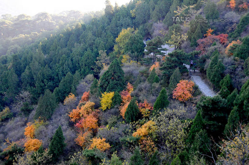 无人,横图,俯视,室外,白天,旅游,度假,美景,秋季,树林,植物,叶子,北京,中国,亚洲,景观,果树,枯叶,落叶,柿子树,首都,娱乐,树,树木,绿色,自然,享受,休闲,景色,放松,生长,成长,自然风光,东亚,黄栌,火炬树,紫叶小檗,紫叶李,香山公园,火杞,红叶小檗,红叶李,鹿角漆,中华人民共和国,北京市,京,北平,华北地区,小檗,黄杨木,叶,叶片,秋,秋天,彩图,高角度拍摄,樱桃李,黄栌木,黄栌树,黄栌台,摩林罗,乌牙木,烟树,shsgf1
