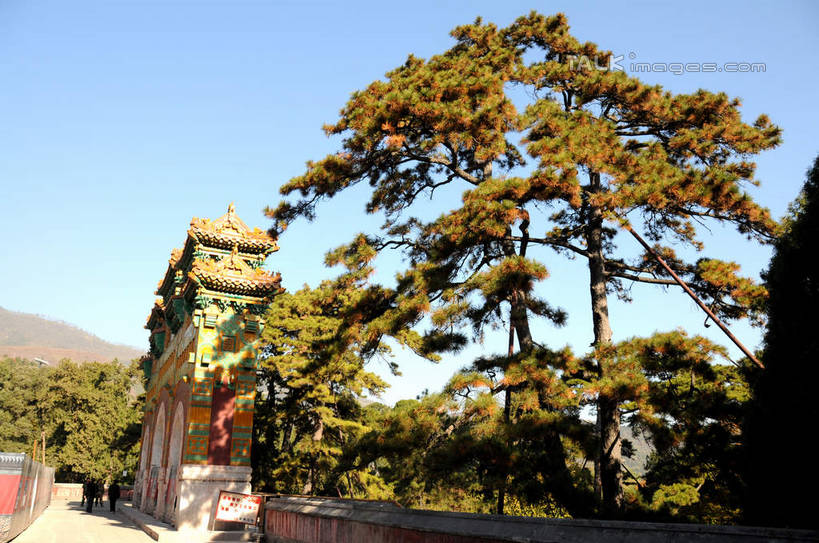 无人,横图,室外,白天,仰视,旅游,度假,美景,秋季,植物,叶子,北京,中国,亚洲,阴影,光线,影子,墙,景观,果树,枯叶,落叶,柿子树,首都,娱乐,墙壁,墙面,树,树木,蓝色,绿色,蓝天,天空,阳光,自然,天,享受,休闲,景色,放松,生长,晴朗,成长,自然风光,东亚,黄栌,火炬树,紫叶小檗,紫叶李,香山公园,火杞,红叶小檗,红叶李,鹿角漆,万里无云,中华人民共和国,北京市,京,北平,华北地区,小檗,黄杨木,叶,叶片,晴空,晴空万里,秋,秋天,彩图,低角度拍摄,樱桃李,黄栌木,黄栌树,黄栌台,摩林罗,乌牙木,烟树,shsgf1