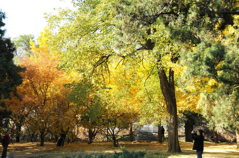 东方人,走,横图,室外,白天,正面,旅游,度假,美景,秋季,植物,叶子,北京,中国,亚洲,行人,游客,游人,阴影,服装,光线,影子,景观,果树,枯叶,落叶,柿子树,首都,许多人,休闲装,黄种人,娱乐,路人,旅客,树,树木,衣服,绿色,天空,阳光,自然,天,一群人,享受,休闲,休闲服,景色,放松,服饰,生长,成长,自然风光,东亚,黄栌,火炬树,紫叶小檗,紫叶李,香山公园,火杞,红叶小檗,红叶李,鹿角漆,中华人民共和国,北京市,京,北平,华北地区,小檗,黄杨木,过客,男人,男性,年轻男性,年轻女性,女人,女性,亚洲人,叶,叶片,秋,秋天,步行,散步,走路,半身,彩图,樱桃李,黄栌木,黄栌树,黄栌台,摩林罗,乌牙木,烟树,shsgf1