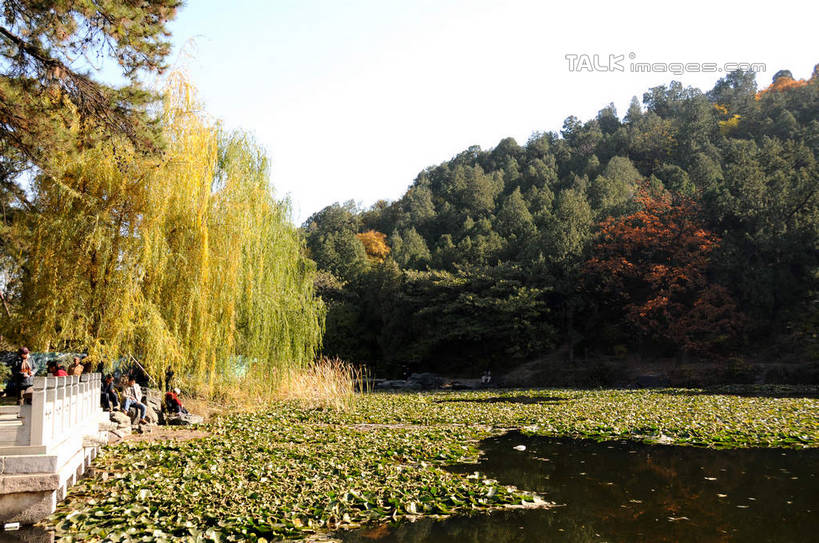 东方人,走,横图,室外,白天,正面,旅游,度假,美景,秋季,植物,柳树,叶子,北京,中国,亚洲,行人,游客,游人,阴影,服装,光线,影子,池塘,景观,水池,荷叶,果树,枯叶,落叶,柿子树,首都,许多人,休闲装,黄种人,娱乐,垂柳,路人,旅客,树,树木,衣服,蓝色,绿色,蓝天,天空,阳光,自然,天,一群人,享受,休闲,休闲服,景色,放松,服饰,生长,晴朗,成长,自然风光,东亚,黄栌,火炬树,紫叶小檗,紫叶李,香山公园,火杞,红叶小檗,红叶李,鹿角漆,万里无云,中华人民共和国,北京市,京,北平,华北地区,莲叶,小檗,倒挂柳,黄杨木,过客,男人,男性,年轻男性,年轻女性,女人,女性,亚洲人,叶,叶片,晴空,晴空万里,秋,秋天,垂枝柳,步行,散步,走路,半身,彩图,樱桃李,黄栌木,黄栌树,黄栌台,摩林罗,乌牙木,烟树,shsgf1