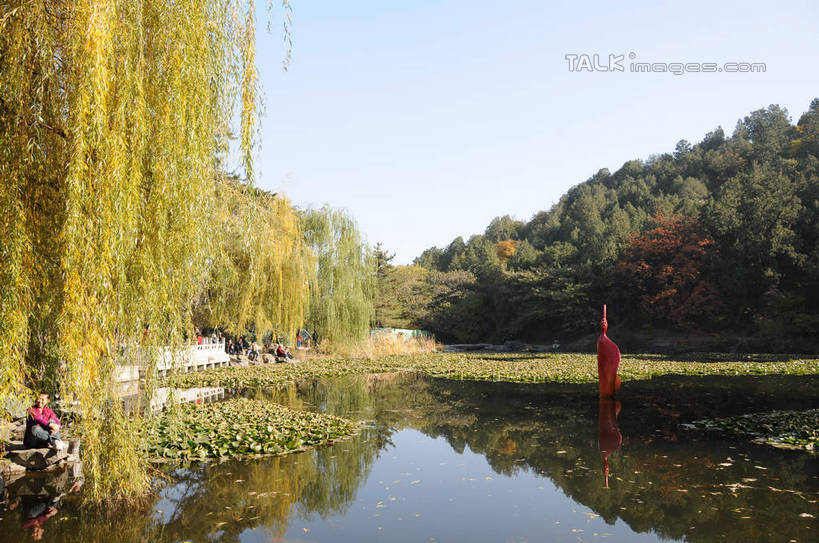 东方人,一个人,坐,横图,室外,白天,侧面,旅游,度假,美景,秋季,植物,柳树,叶子,北京,中国,亚洲,仅一个男性,仅一个人,行人,游客,游人,阴影,服装,光线,影子,池塘,景观,水池,荷叶,果树,枯叶,落叶,柿子树,首都,休闲装,黄种人,娱乐,垂柳,路人,旅客,树,树木,衣服,蓝色,绿色,蓝天,天空,阳光,自然,天,仅一个老年男性,享受,休闲,休闲服,景色,放松,服饰,生长,晴朗,成长,自然风光,东亚,黄栌,火炬树,紫叶小檗,紫叶李,香山公园,火杞,红叶小檗,红叶李,鹿角漆,万里无云,中华人民共和国,北京市,京,北平,华北地区,莲叶,小檗,倒挂柳,黄杨木,过客,老年男性,男人,男性,亚洲人,叶,叶片,晴空,晴空万里,秋,秋天,垂枝柳,坐着,彩图,全身,樱桃李,黄栌木,黄栌树,黄栌台,摩林罗,乌牙木,烟树,shsgf1