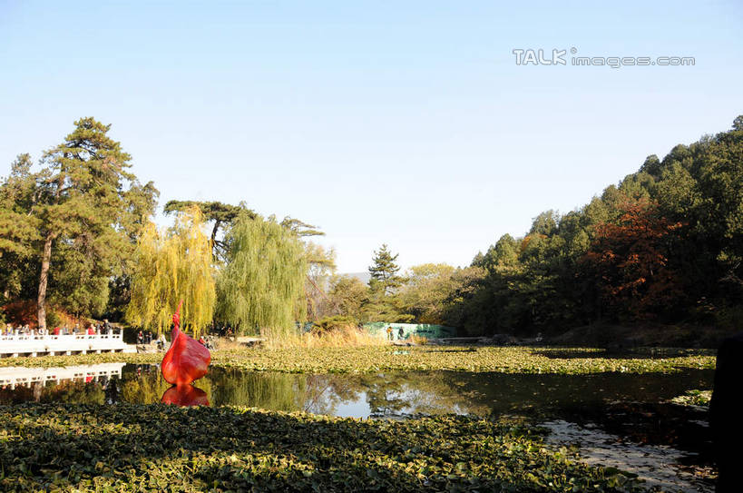 无人,横图,室外,白天,正面,旅游,度假,美景,秋季,植物,柳树,叶子,北京,中国,亚洲,阴影,光线,影子,池塘,景观,水池,荷叶,果树,枯叶,落叶,柿子树,首都,娱乐,垂柳,树,树木,蓝色,绿色,蓝天,天空,阳光,自然,天,享受,休闲,景色,放松,生长,晴朗,成长,自然风光,东亚,黄栌,火炬树,紫叶小檗,紫叶李,香山公园,火杞,红叶小檗,红叶李,鹿角漆,万里无云,中华人民共和国,北京市,京,北平,华北地区,莲叶,小檗,倒挂柳,黄杨木,叶,叶片,晴空,晴空万里,秋,秋天,垂枝柳,彩图,樱桃李,黄栌木,黄栌树,黄栌台,摩林罗,乌牙木,烟树,shsgf1
