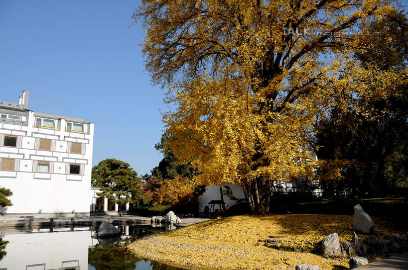 无人,餐厅,横图,室外,白天,正面,旅游,度假,湖,湖泊,美景,秋季,水,植物,叶子,北京,中国,亚洲,阴影,波纹,光线,影子,湖面,景观,水流,水面,果树,枯叶,落叶,柿子树,涟漪,首都,娱乐,树,树木,蓝色,绿色,倒影,蓝天,水纹,天空,阳光,自然,波浪,湖水,天,享受,休闲,景色,放松,生长,晴朗,成长,倒映,自然风光,东亚,黄栌,火炬树,紫叶小檗,紫叶李,香山饭店,香山公园,火杞,红叶小檗,红叶李,鹿角漆,万里无云,中华人民共和国,北京市,京,北平,华北地区,水晕,小檗,黄杨木,反照,叶,叶片,晴空,晴空万里,秋,秋天,彩图,餐馆,饭店,饭馆,樱桃李,黄栌木,黄栌树,黄栌台,摩林罗,乌牙木,烟树,shsgf1