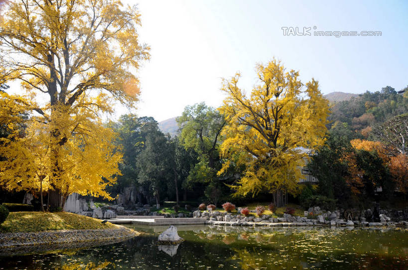 无人,餐厅,横图,室外,白天,正面,旅游,度假,湖,湖泊,美景,秋季,水,植物,叶子,北京,中国,亚洲,阴影,波纹,光线,影子,湖面,景观,水流,水面,果树,枯叶,落叶,柿子树,涟漪,首都,娱乐,树,树木,蓝色,绿色,倒影,蓝天,水纹,天空,阳光,自然,波浪,湖水,天,享受,休闲,景色,放松,生长,晴朗,成长,倒映,自然风光,东亚,黄栌,火炬树,紫叶小檗,紫叶李,香山饭店,香山公园,火杞,红叶小檗,红叶李,鹿角漆,万里无云,中华人民共和国,北京市,京,北平,华北地区,水晕,小檗,黄杨木,反照,叶,叶片,晴空,晴空万里,秋,秋天,彩图,餐馆,饭店,饭馆,樱桃李,黄栌木,黄栌树,黄栌台,摩林罗,乌牙木,烟树,shsgf1