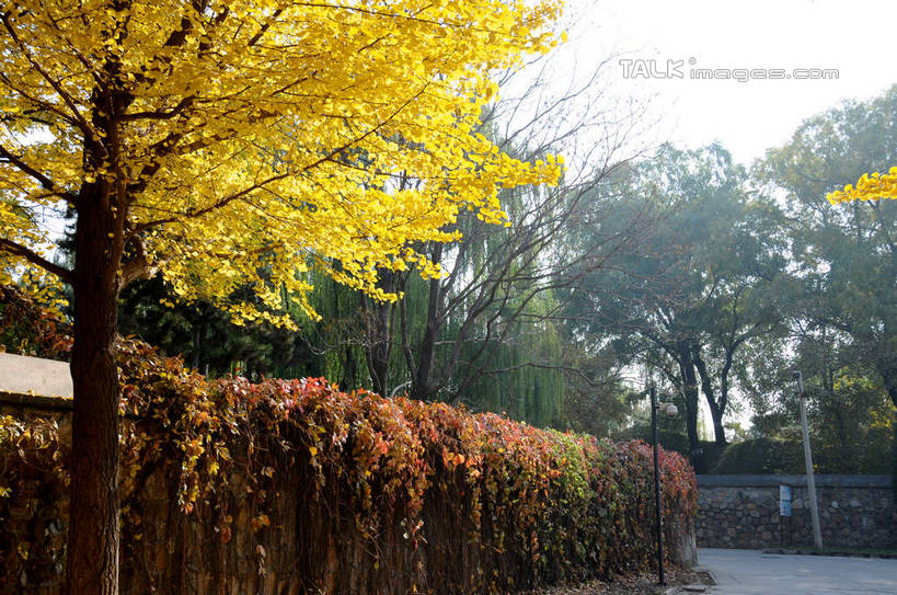 无人,公园,栏杆,横图,室外,白天,正面,旅游,度假,草地,草坪,名胜古迹,秋季,树林,植物,标志建筑,道路,地标,建筑,路,叶子,北京,圆明园,中国,亚洲,阴影,遗迹,光线,影子,围栏,小路,常春藤,爬山虎,枯叶,落叶,草药,交通,首都,古迹,文物,娱乐,建设,古建筑,护栏,中药,草,树,树木,绿色,天空,阳光,自然,天,享受,休闲,旅游胜地,放松,生长,成长,药材,中草药,爬墙虎,古文明,东亚,海淀区,中药材,本草,地锦,趴山虎,巴山虎,中华人民共和国,北京市,京,北平,华北地区,叶,叶片,秋,秋天,彩图,圆明园遗址,圆明园遗址公园,常青藤,shsgf1