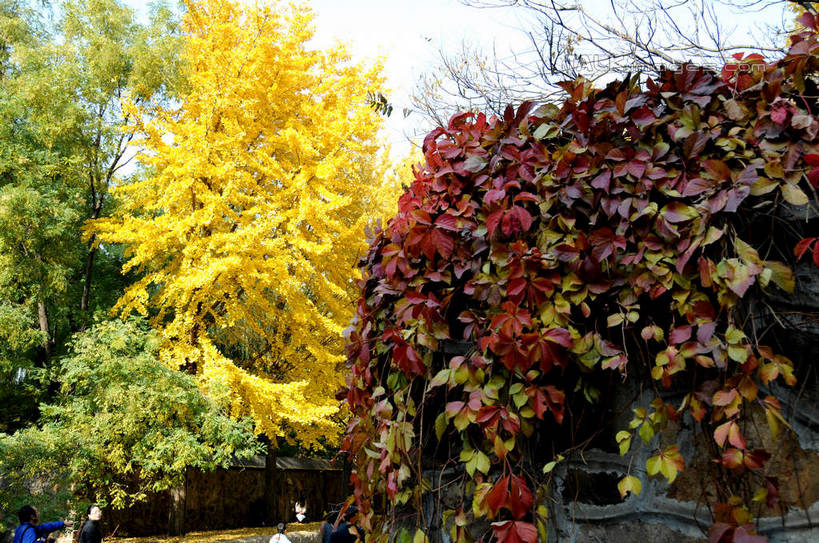 东方人,公园,走,横图,室外,白天,正面,旅游,度假,名胜古迹,秋季,树林,植物,标志建筑,地标,建筑,叶子,北京,圆明园,中国,亚洲,行人,游客,游人,阴影,服装,遗迹,光线,影子,常春藤,爬山虎,枯叶,落叶,草药,首都,许多人,休闲装,黄种人,古迹,文物,娱乐,建设,古建筑,中药,路人,旅客,树,树木,衣服,蓝色,绿色,蓝天,天空,阳光,自然,天,一群人,享受,休闲,休闲服,旅游胜地,放松,服饰,生长,晴朗,成长,药材,中草药,爬墙虎,古文明,东亚,海淀区,中药材,本草,万里无云,地锦,趴山虎,巴山虎,中华人民共和国,北京市,京,北平,华北地区,过客,男人,男性,年轻男性,年轻女性,女人,女性,亚洲人,叶,叶片,晴空,晴空万里,秋,秋天,步行,散步,走路,半身,彩图,圆明园遗址,圆明园遗址公园,常青藤,shsgf1