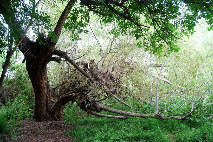 无人,横图,室外,白天,正面,旅游,度假,草地,草坪,美景,植物,中国,亚洲,景观,树桩,娱乐,草,树,树干,树木,绿色,自然,享受,休闲,木桩,景色,放松,生长,成长,自然风光,东亚,新疆,阿克苏,阿克苏市,中华人民共和国,新疆维吾尔自治区,西北地区,彩图,阿克苏地区,新,shsgf1