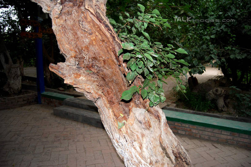 无人,横图,室外,白天,正面,旅游,度假,美景,名胜古迹,植物,标志建筑,地标,建筑,叶子,中国,亚洲,阴影,遗迹,光线,影子,景观,绿叶,树桩,古迹,文物,娱乐,建设,古建筑,树,树干,树木,绿色,阳光,自然,享受,休闲,嫩叶,木桩,旅游胜地,景色,放松,生长,成长,自然风光,古文明,东亚,吐鲁番,新疆,维吾尔古村,中华人民共和国,新疆维吾尔自治区,西北地区,叶,叶片,彩图,火洲,吐鲁番地区,新,shsgf1