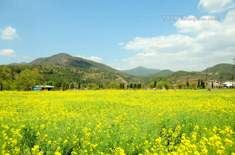 无人,农田,横图,室外,白天,正面,旅游,度假,庄稼,农作物,花海,花圃,美景,名胜古迹,山,山脉,植物,标志建筑,地标,建筑,叶子,昆明,中国,亚洲,阴影,遗迹,盛开,光线,影子,景观,山峰,云,云朵,山峦,花蕾,云彩,古迹,文物,娱乐,建设,古建筑,云南,花,花瓣,花朵,花卉,鲜花,树,树木,蓝色,绿色,白云,蓝天,天空,阳光,自然,花丛,花束,花田,群山,天,花苞,花蕊,油菜花,享受,休闲,旅游胜地,景色,放松,生长,晴朗,成长,自然风光,昆明市,古文明,东亚,云南省,中华人民共和国,省会,西南地区,滇,晴空,彩图,耕地,庄稼田,油菜花田,昆明古城,芸苔,芸薹,shsgf1