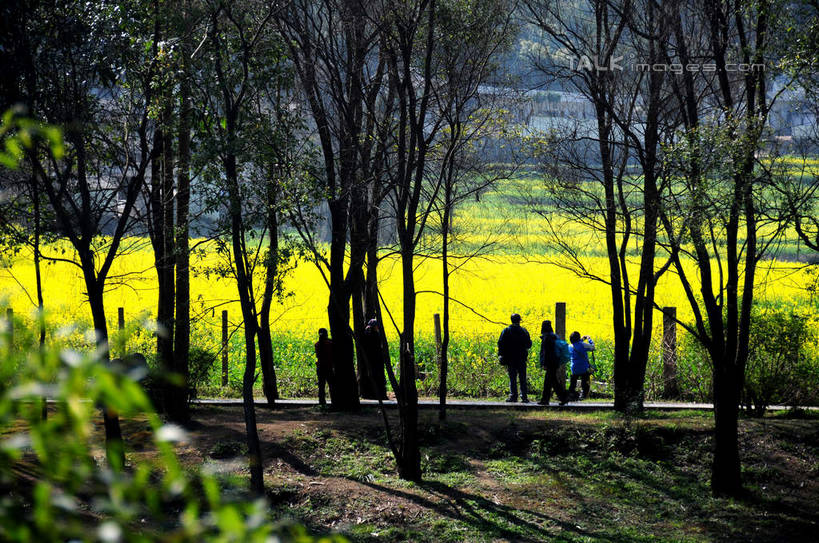 东方人,农田,走,横图,室外,白天,正面,旅游,度假,庄稼,农作物,草地,草坪,花海,花圃,美景,植物,叶子,中国,亚洲,行人,游客,游人,阴影,服装,盛开,光线,影子,景观,许多人,花蕾,休闲装,黄种人,娱乐,云南,路人,旅客,草,花,花瓣,花朵,花卉,鲜花,树,树木,衣服,绿色,阳光,自然,花丛,花束,花田,花苞,花蕊,油菜花,一群人,享受,休闲,休闲服,景色,放松,服饰,生长,成长,自然风光,东亚,罗平,云南省,九龙瀑布,曲靖市,曲靖,罗平县,中华人民共和国,西南地区,滇,过客,男人,男性,年轻男性,年轻女性,女人,女性,亚洲人,步行,散步,走路,彩图,全身,耕地,庄稼田,油菜花田,芸苔,芸薹,shsgf1