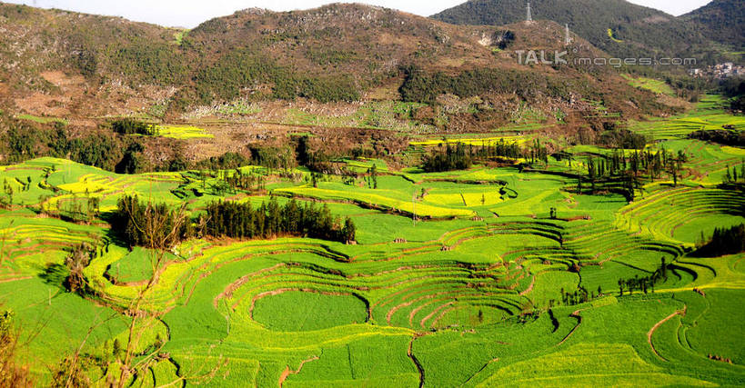 无人,农田,横图,俯视,室外,白天,旅游,度假,庄稼,梯田,农作物,草地,草坪,美景,山,山脉,植物,中国,亚洲,阴影,曲折,弯曲,光线,影子,景观,山峰,山峦,娱乐,云南,草,树,树木,绿色,天空,阳光,自然,群山,天,享受,休闲,景色,放松,蜿蜒,生长,成长,自然风光,东亚,罗平,云南省,曲靖市,曲靖,罗平县,中华人民共和国,西南地区,滇,彩图,高角度拍摄,耕地,庄稼田,shsgf1