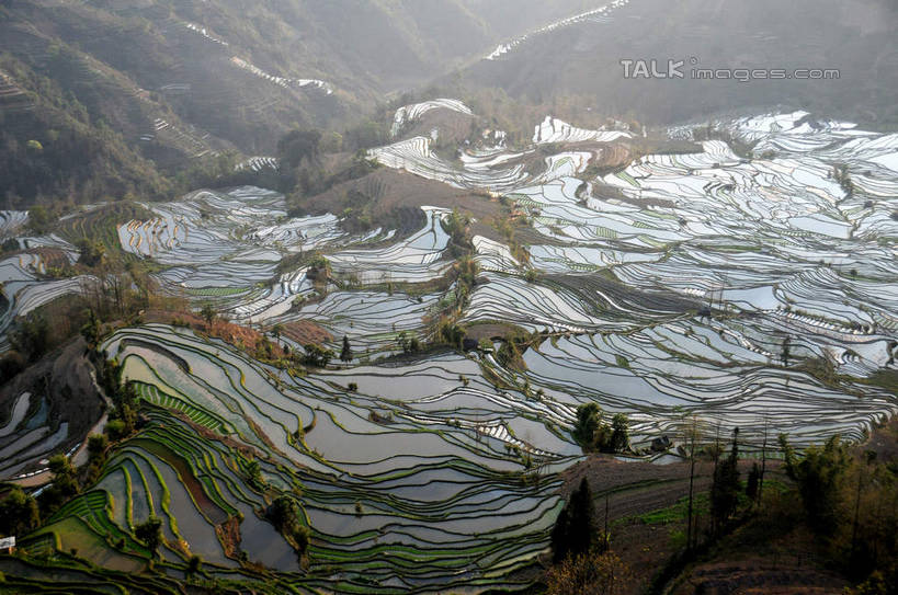 无人,农田,横图,俯视,航拍,室外,白天,旅游,度假,庄稼,梯田,农作物,美景,山,山脉,植物,中国,亚洲,曲折,弯曲,景观,山峰,山峦,娱乐,云南,树,树木,绿色,自然,群山,享受,休闲,景色,放松,蜿蜒,生长,成长,鸟瞰,自然风光,东亚,元阳,云南省,中华人民共和国,西南地区,滇,红河,红河州,红河哈尼族彝族自治州,元阳县,彩图,高角度拍摄,耕地,庄稼田,老虎嘴,shsgf1