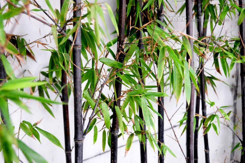 无人,横图,室外,白天,正面,旅游,度假,纯洁,名胜古迹,标志建筑,地标,建筑,竹子,叶子,上海,中国,亚洲,遗迹,墙,绿叶,古迹,文物,娱乐,建设,古建筑,墙壁,墙面,享受,休闲,嫩叶,旅游胜地,放松,申,高雅,古文明,东亚,闵行区,上海市,浦江镇,召稼楼,中华人民共和国,沪,华东地区,奉献,质朴,正直,担当,叶,叶片,竹,彩图,奋进,操守,四君子,岁寒三友,性坚,虚怀,虚心,善群,卓尔,shsgf1