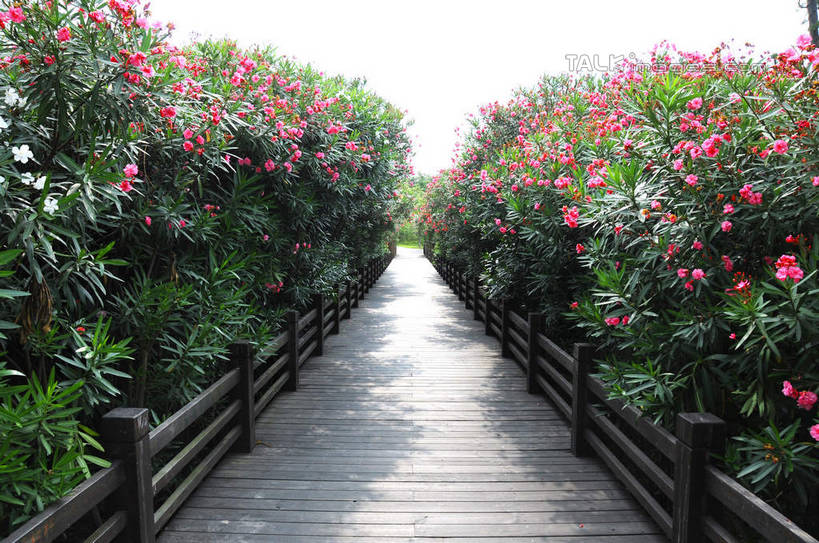 无人,公园,栏杆,横图,室外,白天,正面,旅游,度假,美景,植物,上海,中国,亚洲,阴影,盛开,光线,木板,影子,景观,围栏,桥,木桥,花蕾,娱乐,护栏,栈桥,花,花瓣,花朵,鲜花,树,树木,绿色,天空,阳光,自然,天,花苞,花蕊,享受,休闲,景色,放松,生长,成长,人行桥,木板桥,申,自然风光,宝山区,东亚,上海市,炮台湾湿地森林公园,中华人民共和国,沪,华东地区,彩图,吴淞炮台湾湿地森林公园,shsgf1