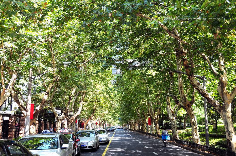 无人,横图,室外,白天,正面,度假,美景,植物,城市风光,城市,道路,路,公路,汽车,上海,中国,亚洲,阴影,光线,影子,景观,分界线,停车线,交通,娱乐,车,树,树木,绿色,阳光,自然,交通工具,轿车,享受,休闲,景色,放松,生长,成长,车行道,车行道分界线,申,载具,标线,东亚,车行线,徐汇区,上海市,衡山路,中华人民共和国,沪,华东地区,马路,彩图,shsgf1