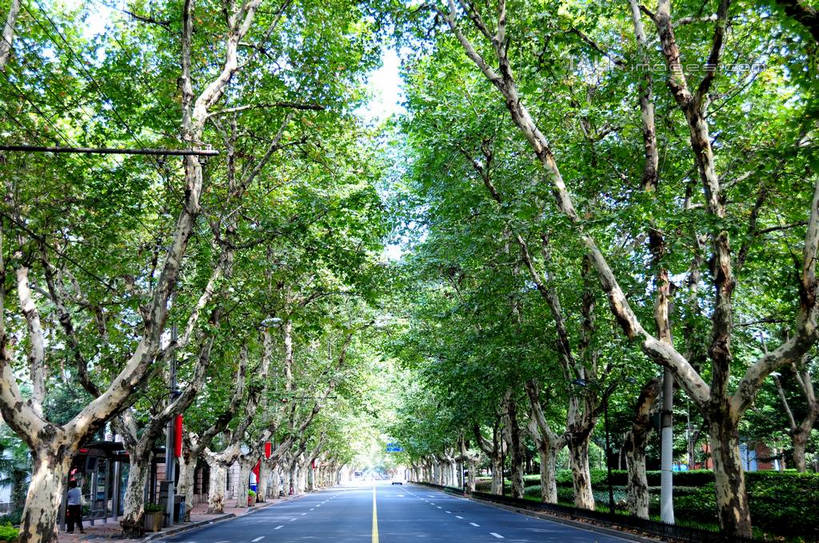 无人,横图,室外,白天,正面,度假,美景,植物,城市风光,城市,道路,路,公路,上海,中国,亚洲,阴影,光线,影子,景观,分界线,停车线,交通,娱乐,树,树木,绿色,阳光,自然,享受,休闲,景色,放松,生长,成长,车行道,车行道分界线,申,标线,东亚,车行线,徐汇区,上海市,衡山路,中华人民共和国,沪,华东地区,马路,彩图,shsgf1