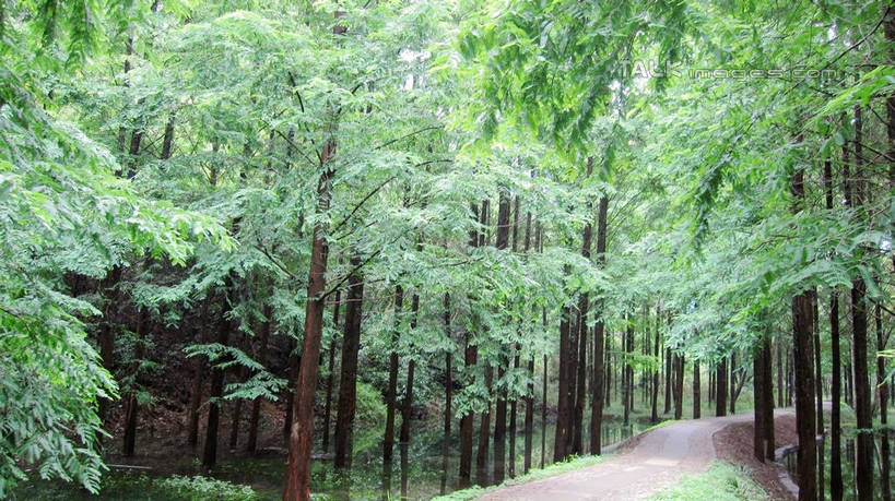 无人,横图,室外,白天,正面,旅游,度假,美景,森林,树林,植物,道路,路,中国,亚洲,阴影,曲折,弯曲,光线,影子,景观,小路,交通,娱乐,浙江,树,树木,浙江省,绿色,阳光,自然,享受,休闲,五泄,小雁荡,诸暨市,景色,放松,蜿蜒,生长,成长,自然风光,东亚,绍兴,中华人民共和国,华东地区,浙,绍兴市,彩图,五泄风景区,shslj1