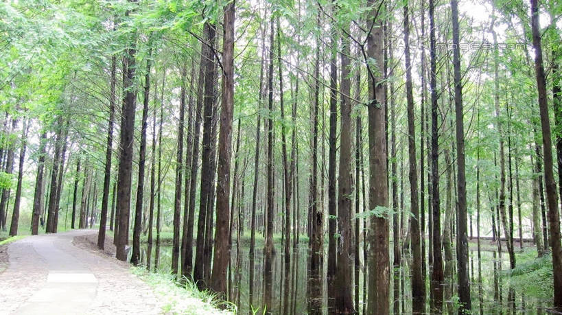 无人,横图,室外,白天,正面,旅游,度假,湖,湖泊,美景,森林,树林,水,植物,道路,路,中国,亚洲,阴影,曲折,弯曲,光线,影子,湖面,景观,水流,水面,小路,交通,娱乐,浙江,树,树木,浙江省,绿色,阳光,自然,湖水,享受,休闲,五泄,小雁荡,诸暨市,景色,放松,蜿蜒,生长,成长,自然风光,东亚,绍兴,中华人民共和国,华东地区,浙,绍兴市,彩图,五泄风景区,shslj1