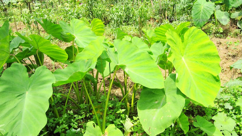 无人,农田,横图,室外,白天,正面,庄稼,农作物,美景,植物,蔬菜,叶子,中国,亚洲,新鲜,纹理,景观,芋头,食品,绿叶,浙江,浙江省,食物,绿色,自然,嫩叶,五泄,小雁荡,诸暨市,毛芋,毛芋头,芋奶,景色,有机食品,绿色食品,自然风光,东亚,绍兴,肌理,中华人民共和国,华东地区,浙,青芋,绍兴市,芋子,叶,叶片,叶脉,芋艿,彩图,耕地,庄稼田,五泄风景区,shslj1