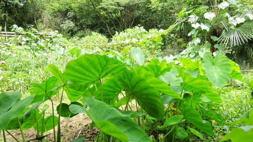 无人,农田,横图,室外,白天,正面,庄稼,农作物,美景,植物,蔬菜,叶子,中国,亚洲,新鲜,纹理,景观,芋头,食品,绿叶,浙江,浙江省,食物,绿色,自然,嫩叶,五泄,小雁荡,诸暨市,毛芋,毛芋头,芋奶,景色,有机食品,绿色食品,自然风光,东亚,绍兴,肌理,中华人民共和国,华东地区,浙,青芋,绍兴市,芋子,叶,叶片,叶脉,芋艿,彩图,耕地,庄稼田,五泄风景区,shslj1