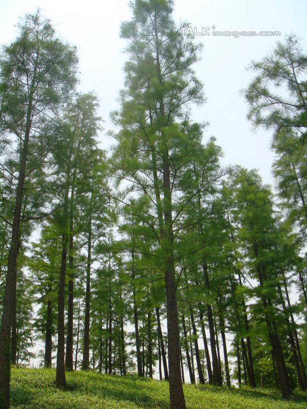 无人,公园,竖图,室外,白天,仰视,旅游,度假,草地,草坪,美景,树林,植物,上海,中国,亚洲,阴影,光线,影子,景观,娱乐,草,树,树木,蓝色,绿色,蓝天,天空,阳光,自然,天,享受,休闲,景色,放松,大宁灵石公园,生长,晴朗,成长,申,自然风光,东亚,上海市,万里无云,中华人民共和国,沪,华东地区,闸北区,晴空,晴空万里,彩图,低角度拍摄,广中西路,shslj1