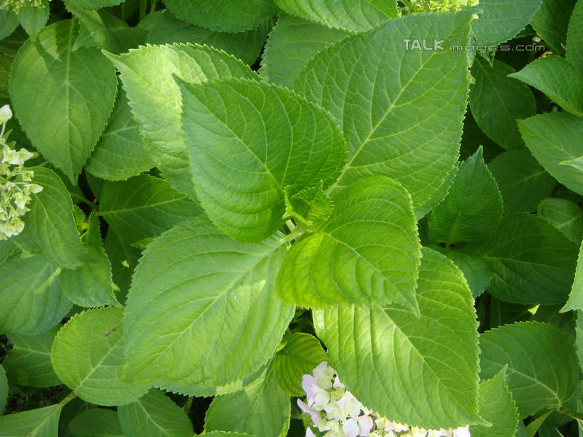 无人,公园,横图,俯视,室外,特写,白天,骄傲,美景,八仙花,上海,中国,亚洲,阴影,盛开,光线,影子,景观,花蕾,花,花瓣,花朵,鲜花,阳光,自然,花苞,花蕊,绣球花,景色,大宁灵石公园,紫阳花,洋绣球,申,自然风光,东亚,上海市,中华人民共和国,沪,华东地区,草绣球,斗球,七变化,粉团花,善变,闸北区,彩图,高角度拍摄,广中西路,shslj1