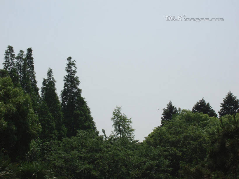 无人,公园,横图,室外,特写,白天,仰视,美景,树林,植物,上海,中国,亚洲,阴影,光线,影子,景观,树,树木,蓝色,绿色,蓝天,天空,阳光,自然,天,景色,大宁灵石公园,生长,晴朗,成长,申,自然风光,东亚,上海市,万里无云,中华人民共和国,沪,华东地区,闸北区,晴空,晴空万里,彩图,低角度拍摄,广中西路,shslj1