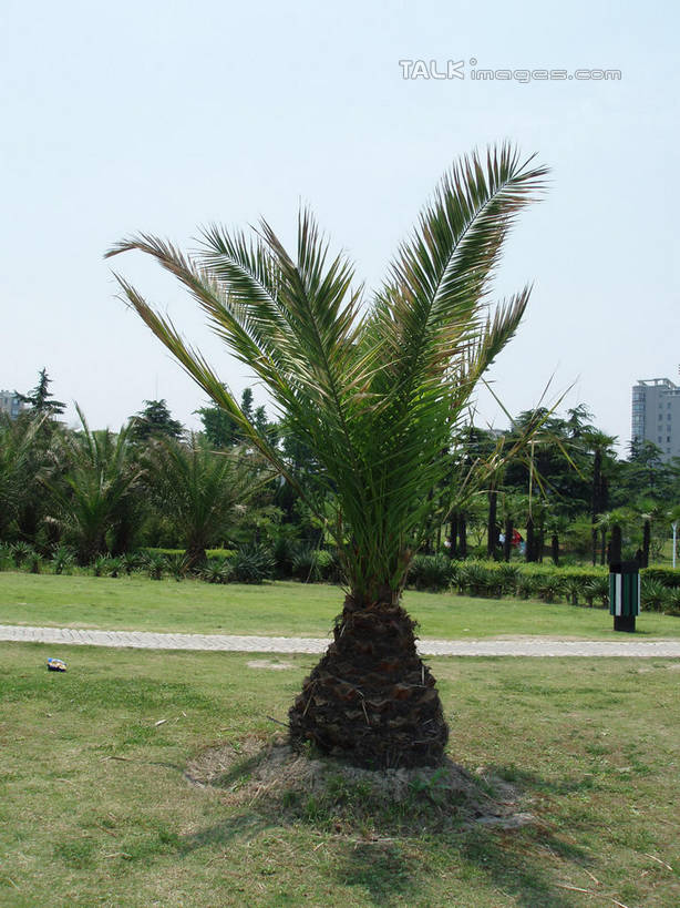 无人,公园,家,竖图,室外,白天,正面,旅游,度假,草地,草坪,美景,树林,植物,道路,路,上海,中国,亚洲,阴影,光线,影子,房屋,屋子,景观,公寓,小路,交通,娱乐,洋房,楼房,住宅,草,树,树木,蓝色,绿色,蓝天,天空,阳光,自然,天,享受,休闲,景色,放松,大宁灵石公园,生长,晴朗,成长,申,自然风光,东亚,上海市,万里无云,中华人民共和国,沪,华东地区,闸北区,晴空,晴空万里,彩图,房子,广中西路,shslj1